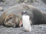 Um pequeno pinguim gentoo e um gigantesco elefante-marinho dividem a mesma praia em Prion Island, na Geórgia do Sul (foto de Marla Barker)